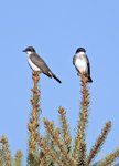 Eastern Kingbirds 5640